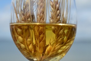 WCI barley in glass (640x426)